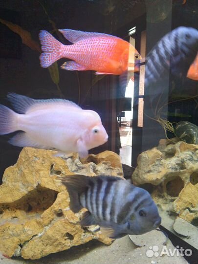 Аквариумные рыбки