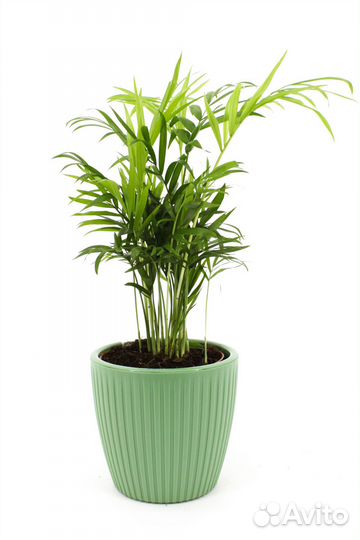 Хамедорея Элеганс в кашпо, цвет зеленый