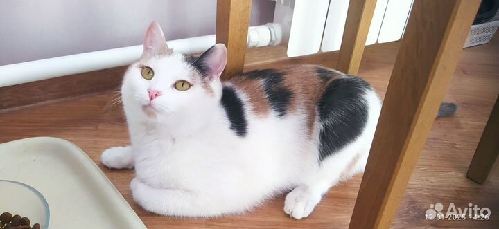 В самые добрые руки