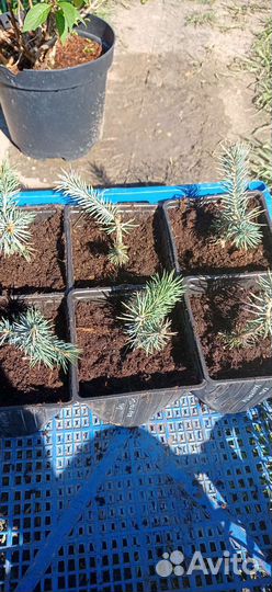 Ель голубая карликовая Карпатен (Глаука Глобоза)