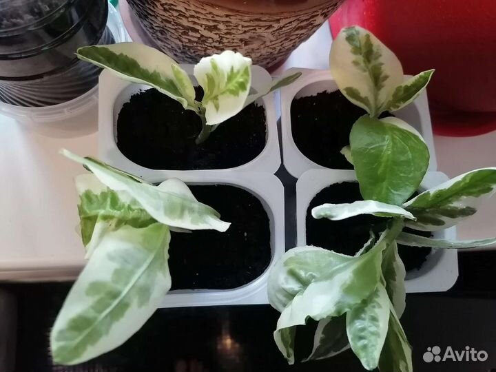 Педилантус