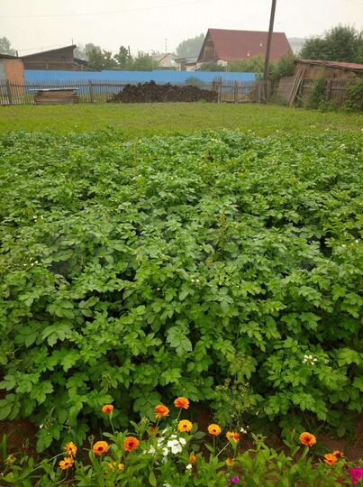 Дом 55 м² на участке 10,17 га