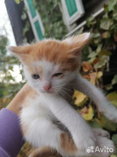 Котята в добрые руки