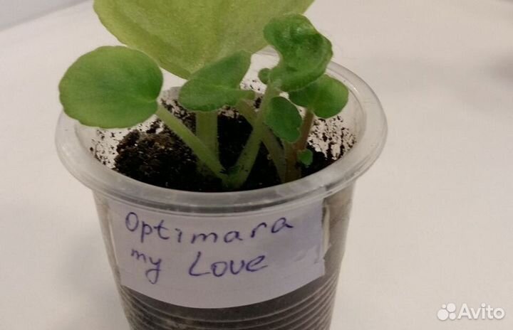 Фиалка Optimara My Love (детка)