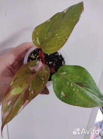 Филодендрон Ред Андерсон