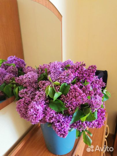 Букеты сирени сортовой крупноцветковой, шикарные