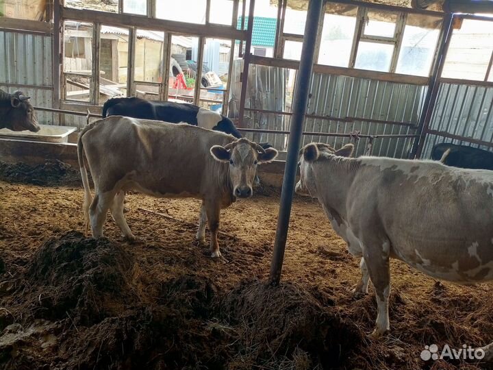 Продам коров