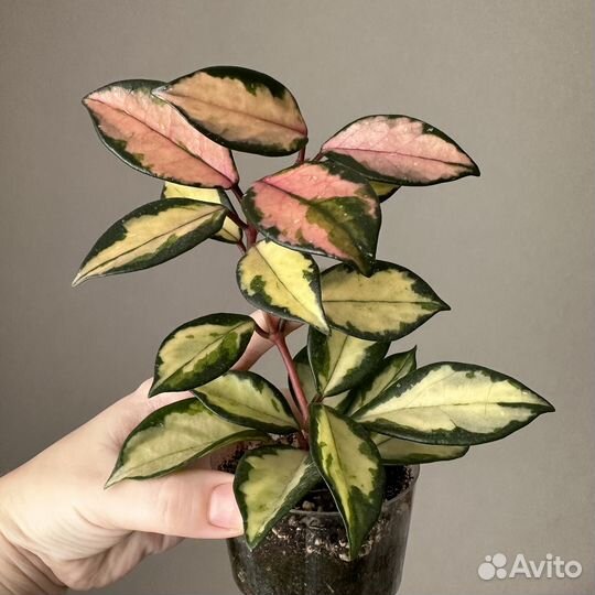 Хойя разные. Август