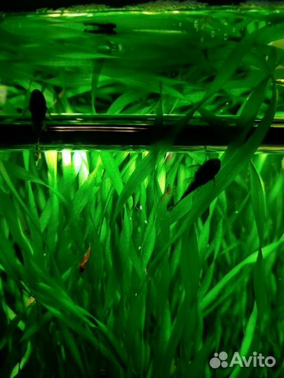 Сомики анциструсы