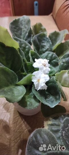 Сортовые фиалки