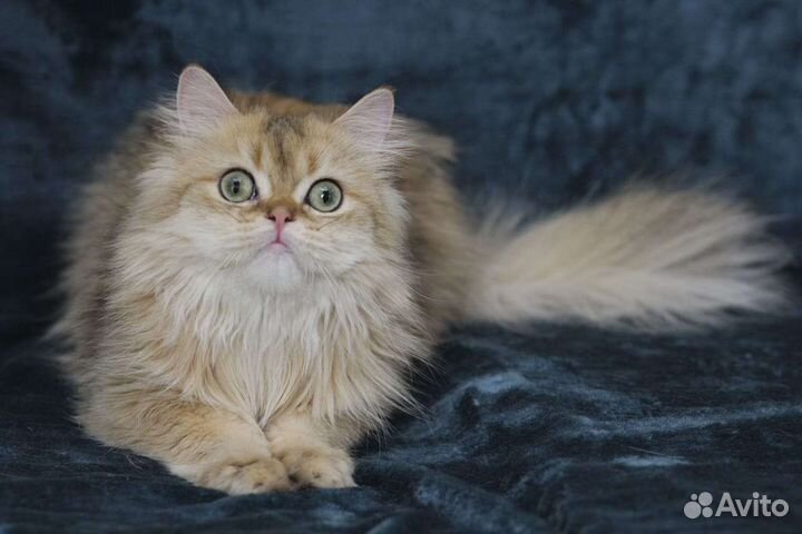 Британская золотая шиншилла