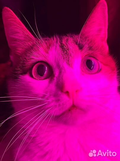 Стерилизация кошек, кастрация кобелей с выездом