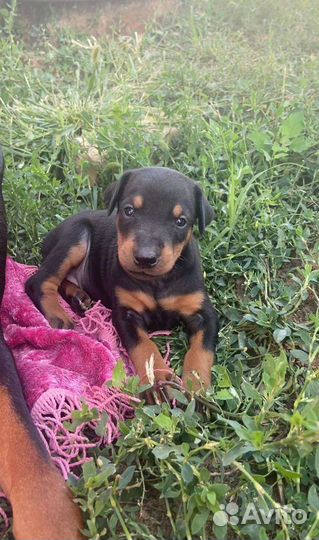Щенки добермана