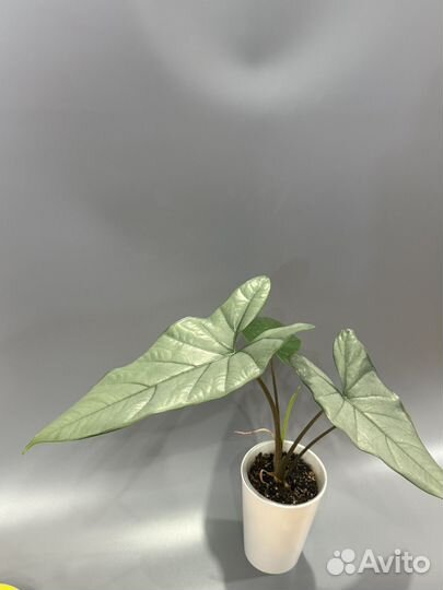 Алоказия Коразон