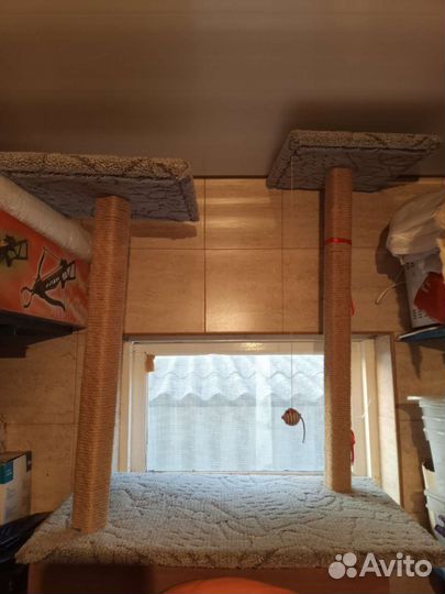 Когтиточка