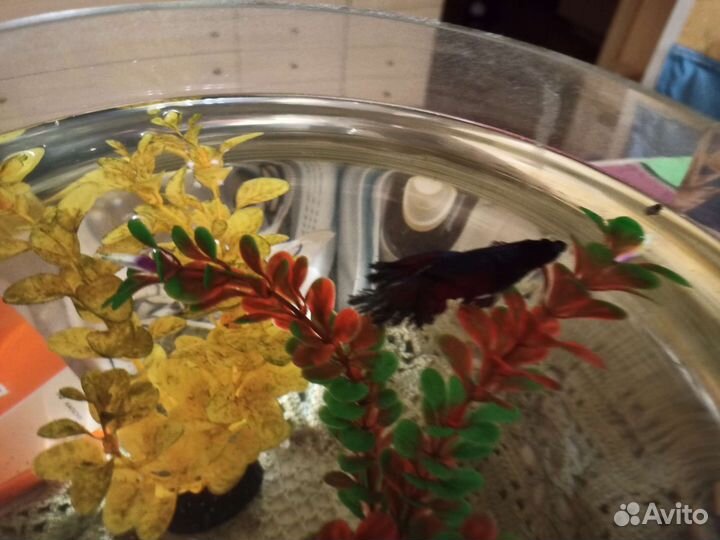 Аквариум круглый на 12 литров