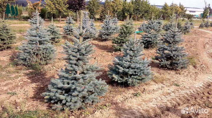 Ель голубая 1,38 м