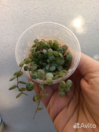 9 видов комнатных растений