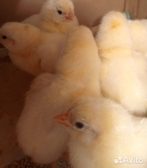 Цыплята бройлера, несушки, индюшата