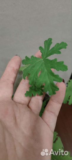 Герань душистая,лимонная