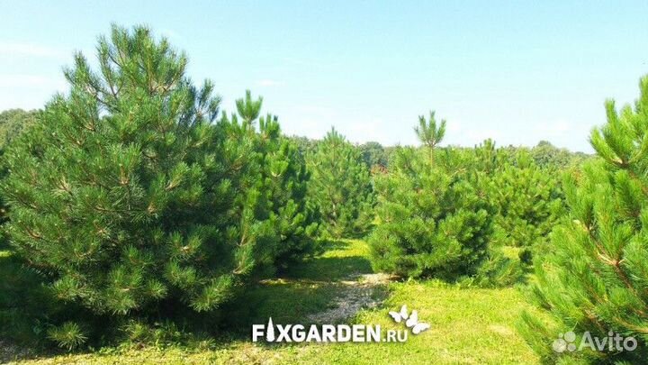 Сосна черная Высота от 150см