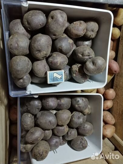 Семенной картофель