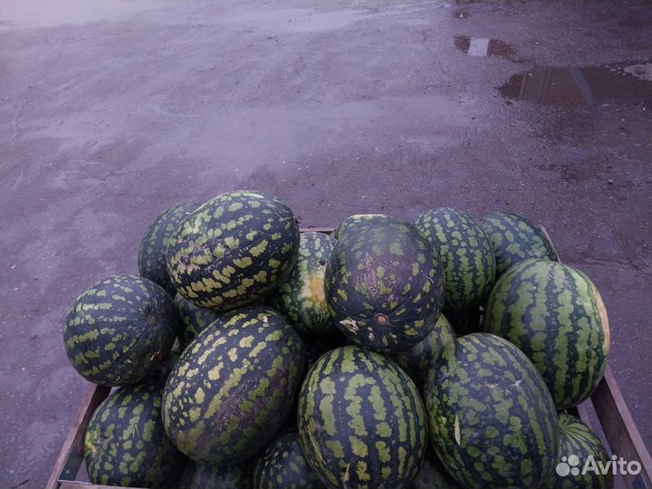 Арбуз оптом и розница