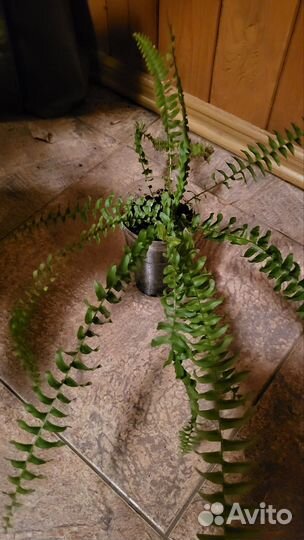 Папоротник нефролепис
