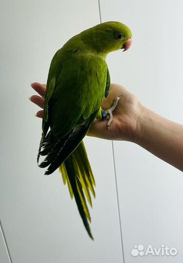 Ожереловый попугай птенцы выкормыши