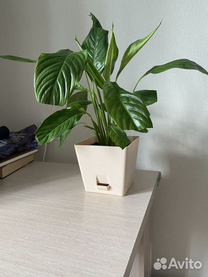 Спатифиллум