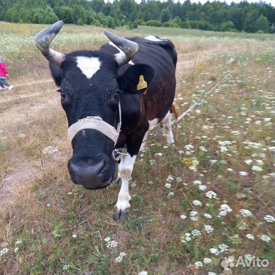 Корова дойная