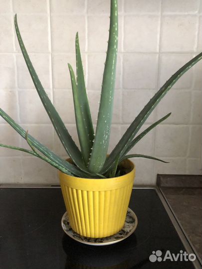 Алое вера Алоэ 30-35 см