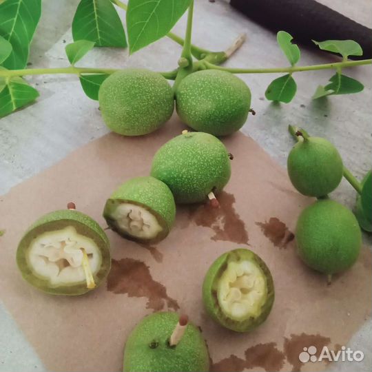 Грецкий орех молочной спелости