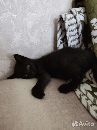 Котенок (девочка) 1,5 месяца