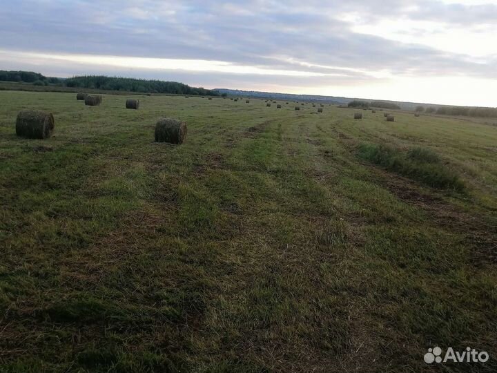 Продам сено в рулонах