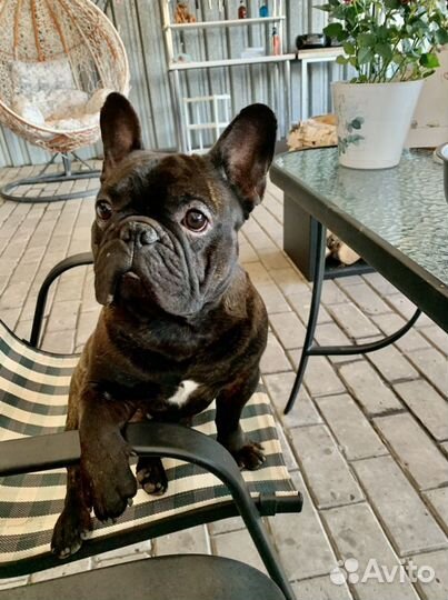 Французский бульдог