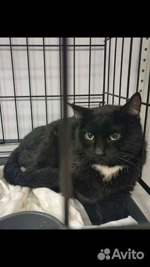 Кошка в дар