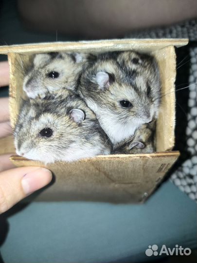 Джунгарский хомяк,девочка/мальчик