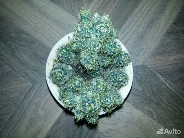 Кактус Mammillaria