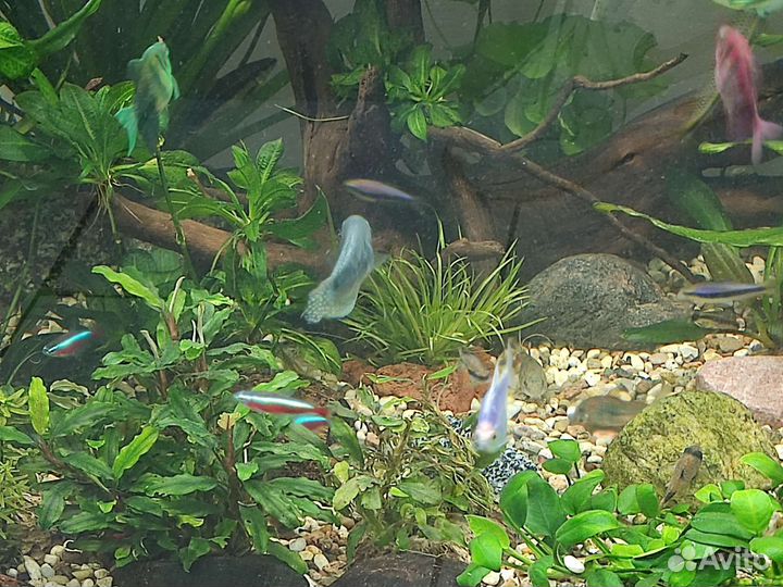 Аквариумные растения