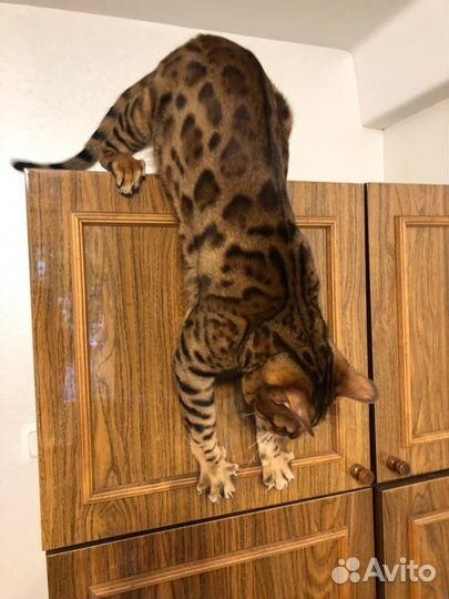 Передержка домашних кошек, с 22 октября