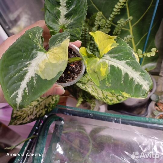 Сингониум, сциндапсус, филодендрон