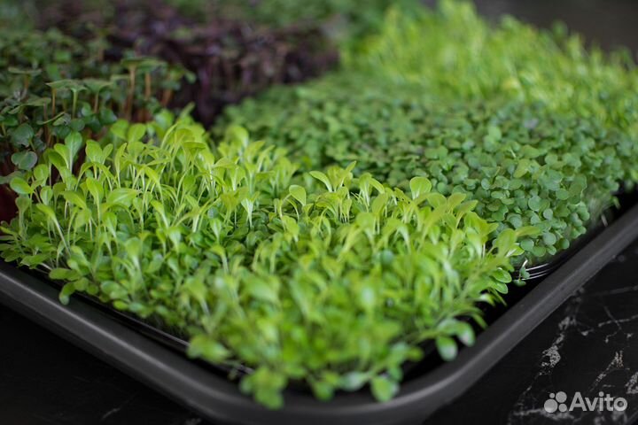 Микрозелень