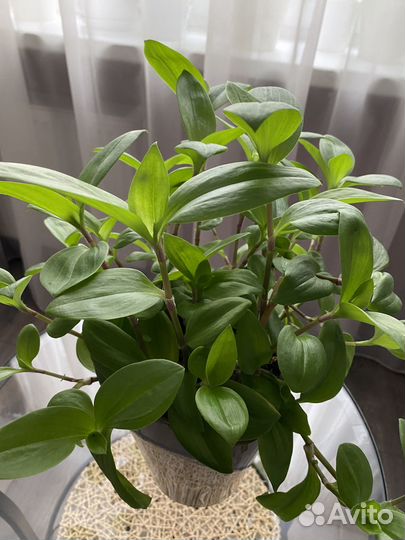 Традесканция