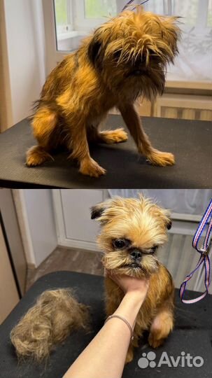 Груминг, стрижка собак