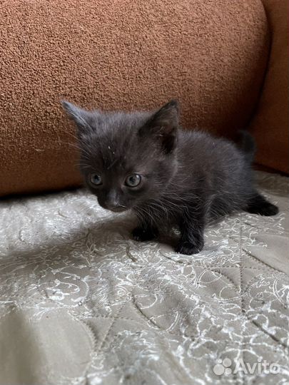 Крошка ищет дом