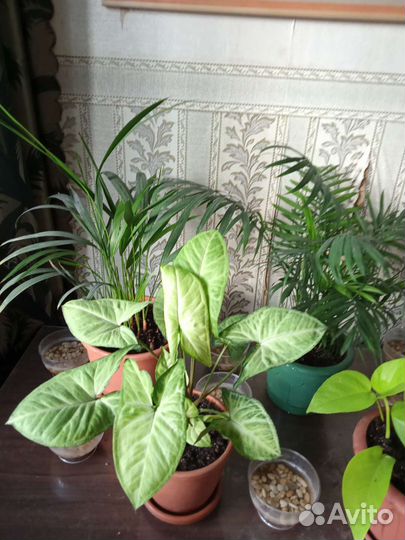 Сингониум комнатные. цветы