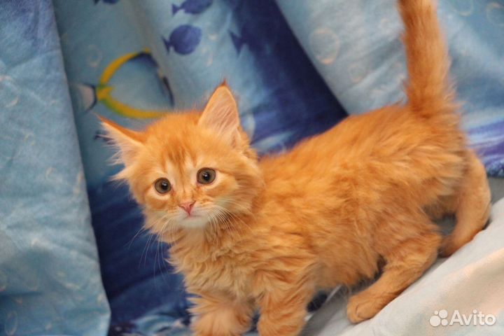 Чудесные рыжики-котятки ищут самые добрые руки