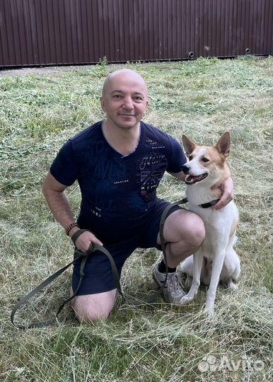 Выгул собак