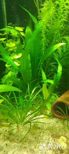 Эхинодорус Амазонский